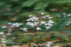 Pterolobium hexapetalum